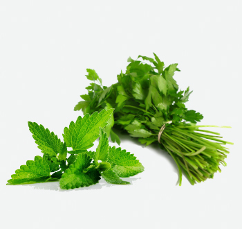 Fresh Mint