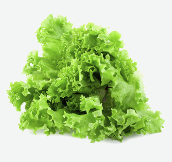 Green Leaf Lettuce
