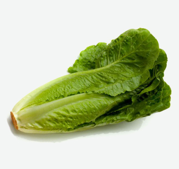 Romaine Lettuce