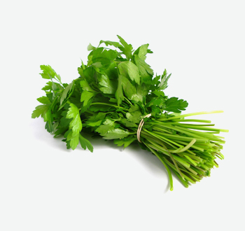 Coriander