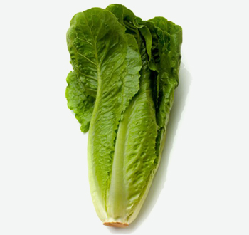 Romaine Lettuce
