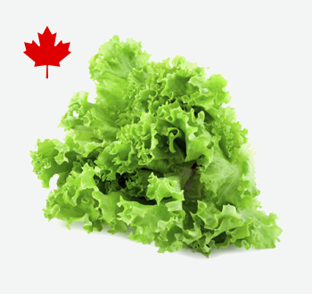 Green Leaf Lettuce