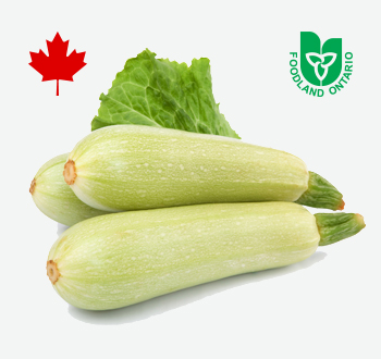 White Zucchini