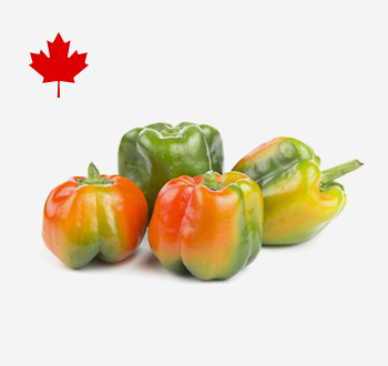 Suntan Peppers
