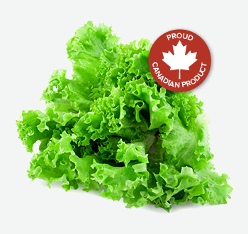 Green or Red Leaf Lettuce