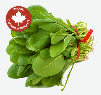 Bunch Spinach