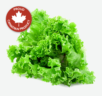 Green or Red Leaf Lettuce