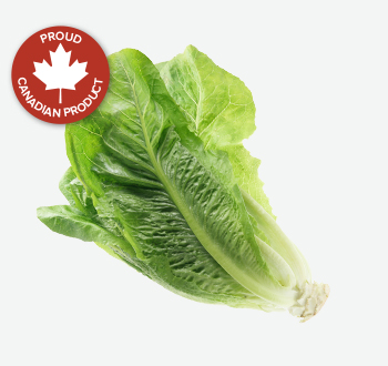 Romaine Lettuce