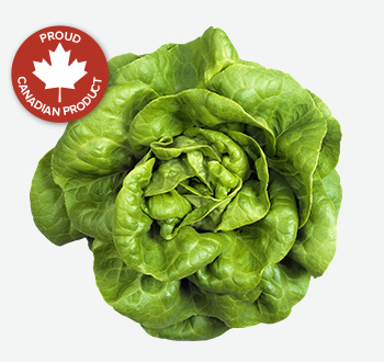 Boston Lettuce
