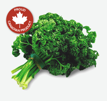 Curly or Italian Parsley