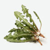 Dandelion Greens