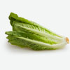 Romaine Lettuce