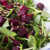 Watercress & Beet Salad