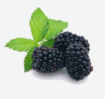 Blackberries