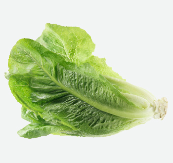 Romaine Lettuce