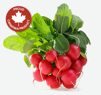 Bunched Radishes