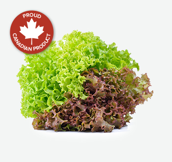 Green & Red Leaf Lettuce