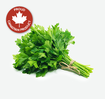 Curly or Italian Parsley